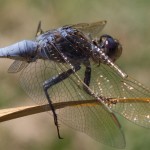 GMi Dragonfly